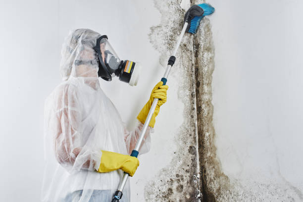 Mold Removal and Inspection in The Village, OK