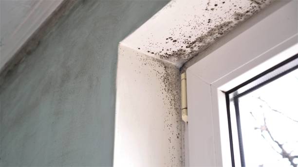 Best Local Mold Removal Service  in The Village, OK