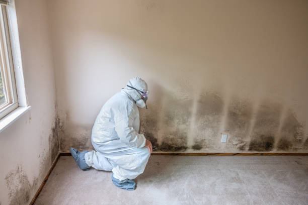 Best Fast Mold Removal  in The Village, OK