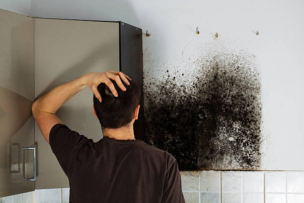 Best Black Mold Removal  in The Village, OK